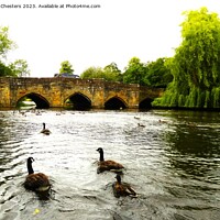 Buy canvas prints of Geese on the river Wye by Mark Chesters