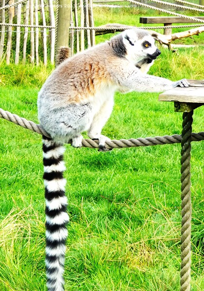 Lemur looking like it's on the phone Canvas Print by Mark Chesters