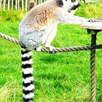 Buy canvas prints of Lemur looking like it's on the phone by Mark Chesters