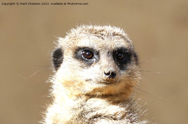 Meerkat face Picture Board by Mark Chesters