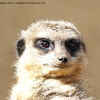 Buy canvas prints of Meerkat face by Mark Chesters