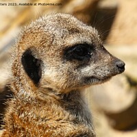 Buy canvas prints of  Meerkat Intriguing Gaze by Mark Chesters