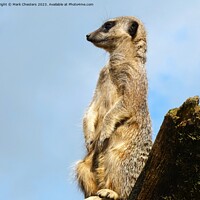 Buy canvas prints of Meerkat on the lookout by Mark Chesters