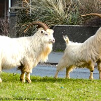 Buy canvas prints of Llandudno Goats take to the streets by Mark Chesters