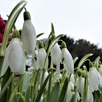 Buy canvas prints of Snowdrops by Mark Chesters