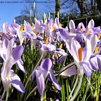 Buy canvas prints of Blooming Crocuses in Blue Sky by Mark Chesters