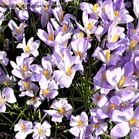 Buy canvas prints of Majestic Purple Spring Flowers by Mark Chesters