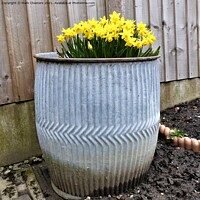 Buy canvas prints of Spring Daffodils in an old dolly tub by Mark Chesters