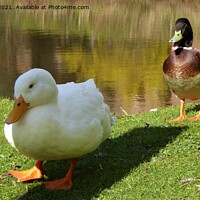 Buy canvas prints of Ay up duck. by Mark Chesters