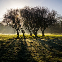 Buy canvas prints of Back lit trees  by Steve Carr