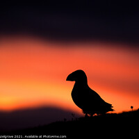 Buy canvas prints of Sunset puffin by kevin hazelgrove