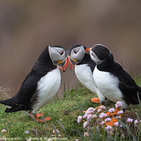 Buy canvas prints of Puffin love by kevin hazelgrove