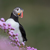 Buy canvas prints of Puffin in pink flowers by kevin hazelgrove