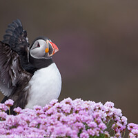 Buy canvas prints of Puffin in sea pink by kevin hazelgrove