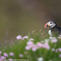 Buy canvas prints of Puffin in thrift by kevin hazelgrove
