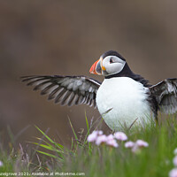 Buy canvas prints of clifftop puffin by kevin hazelgrove