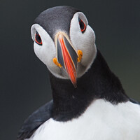 Buy canvas prints of A puffin portrait by kevin hazelgrove
