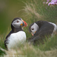 Buy canvas prints of A pair of puffins by kevin hazelgrove