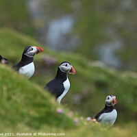 Buy canvas prints of puffin quintet by kevin hazelgrove
