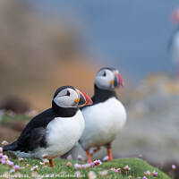 Buy canvas prints of A puffin trio by kevin hazelgrove