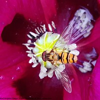 Buy canvas prints of Hover fly enjoying the sun by Isabel Grijalvo Diego