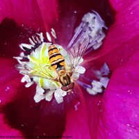 Buy canvas prints of Hover fly and poppy 2 by Isabel Grijalvo Diego