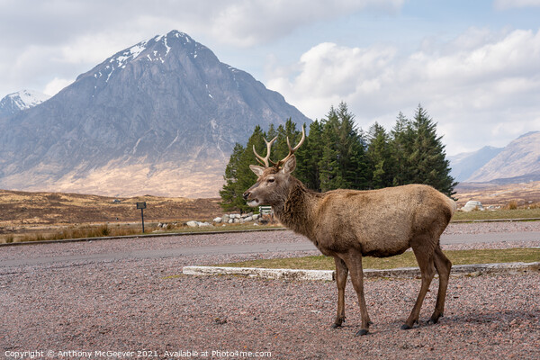 A posing deer and The Buachaille, Glencoe Scotland Picture Board by Anthony McGeever