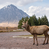 Buy canvas prints of A posing deer and The Buachaille, Glencoe Scotland by Anthony McGeever