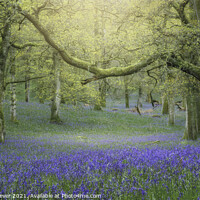 Buy canvas prints of Hazy Bluebell Woods by Anthony McGeever