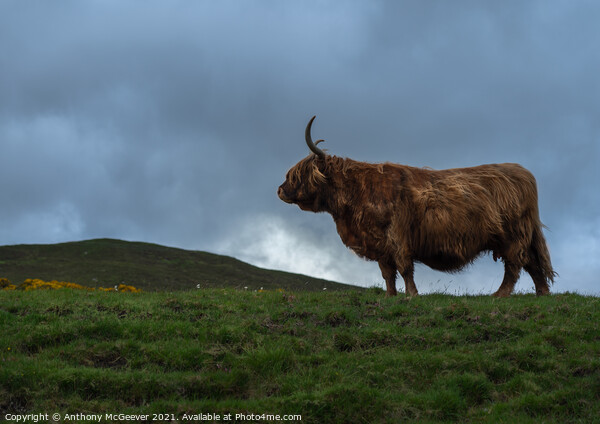 A large brown Highland cow standing on top of a lu Picture Board by Anthony McGeever