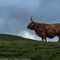 Buy canvas prints of A large brown Highland cow standing on top of a lu by Anthony McGeever