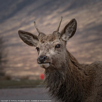 Buy canvas prints of Wild Deer in the Highlands  by Anthony McGeever