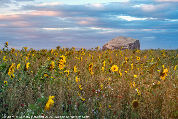 Sunflowers and Bass Rock  Picture Board by Anthony McGeever