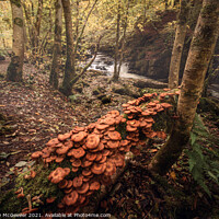 Buy canvas prints of Autumnal Woodland   by Anthony McGeever