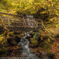 Buy canvas prints of Magical Autumn Woodland  by Anthony McGeever