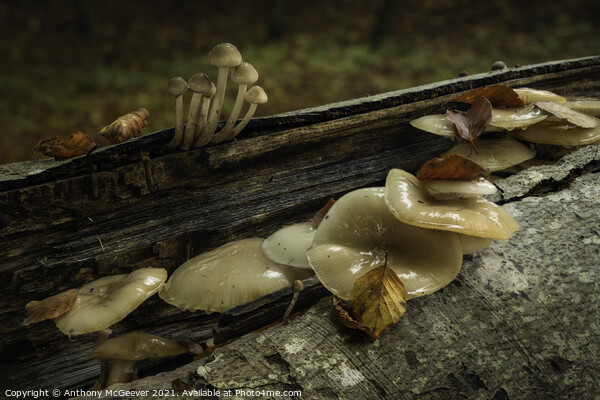 Autumn Mushrooms and fallen leaves  Picture Board by Anthony McGeever