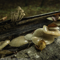 Buy canvas prints of Autumn Mushrooms and fallen leaves  by Anthony McGeever