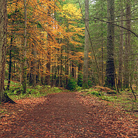 Buy canvas prints of Dunkeld Autumn Woodland  by Anthony McGeever