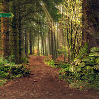 Buy canvas prints of Braan path  by Anthony McGeever