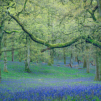 Buy canvas prints of Ancient Bluebells  by Anthony McGeever