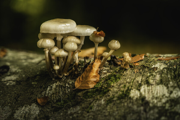 October woodland mushrooms  Picture Board by Anthony McGeever