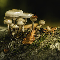 Buy canvas prints of October woodland mushrooms  by Anthony McGeever