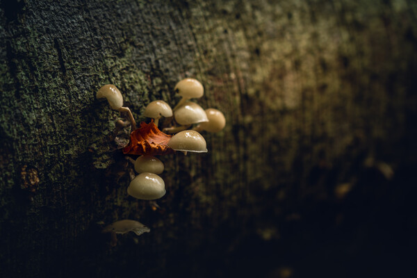 October Woodland Mushrooms  Picture Board by Anthony McGeever