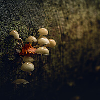 Buy canvas prints of October Woodland Mushrooms  by Anthony McGeever