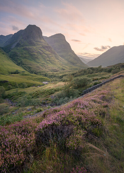 Heather in Glencoe  Canvas Print by Anthony McGeever