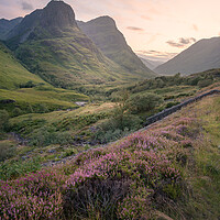 Buy canvas prints of Heather in Glencoe  by Anthony McGeever