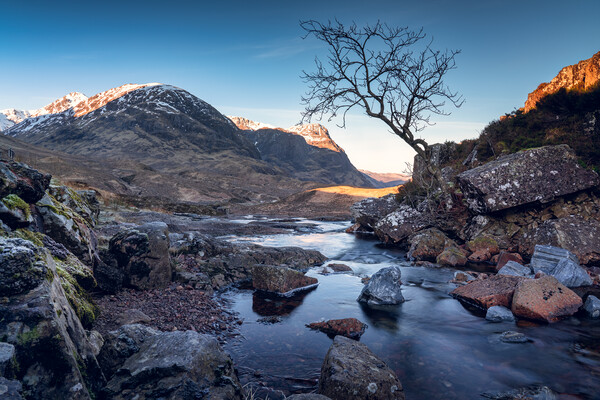 The lone tree and Three Sisters of Glencoe  Picture Board by Anthony McGeever