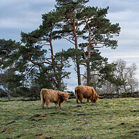 Buy canvas prints of Heelan Coos n Scotts Pine  by Anthony McGeever