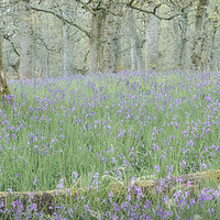 Buy canvas prints of Misty Bluebells by Anthony McGeever