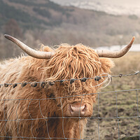Buy canvas prints of A Ginger Cow  by Anthony McGeever